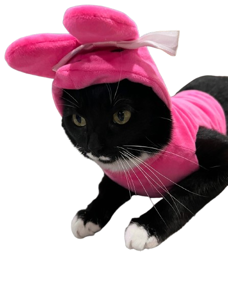 Peep Pet Outfit